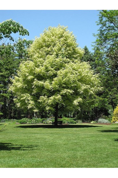 Клен гостролистий Друмонді